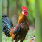 Cock