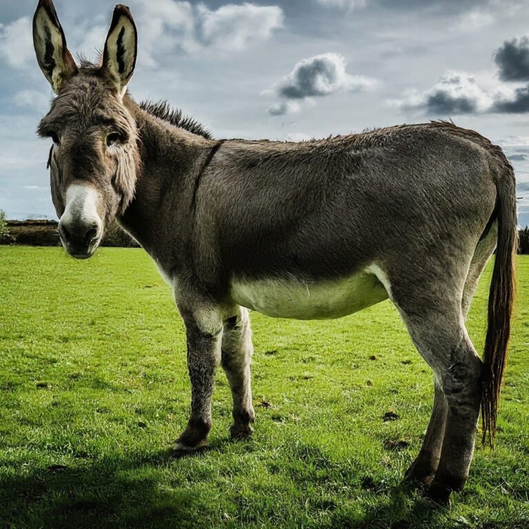 गाढवाचे किंकाळाने